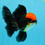 MUSTACHE A Grade Tricolor Oranda Male 5-5.5 inches #032726OR_11