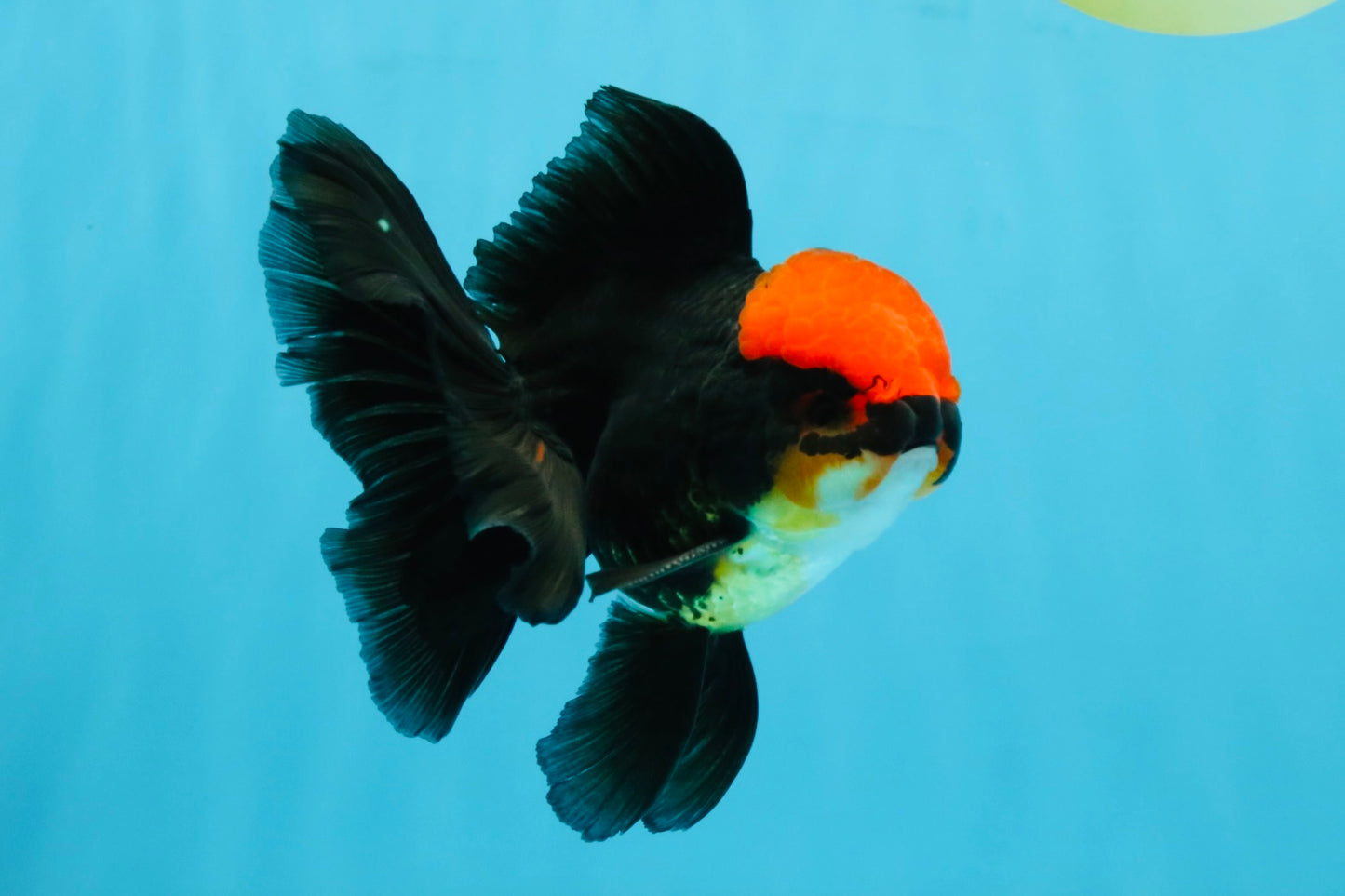 MUSTACHE A Grade Tricolor Oranda Male 5-5.5 inches #032726OR_11