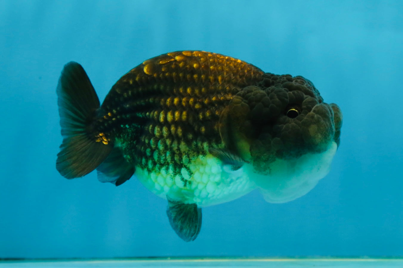 A Grade Dragon Scale Black Copper LionQueen 4-4.5 inches #062725LC_07