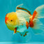 A Grade Red White Oranda Female 6 inches #072426OR_17