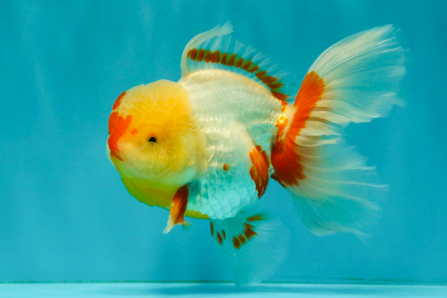 A Grade Red White Oranda Female 6 inches #072426OR_17