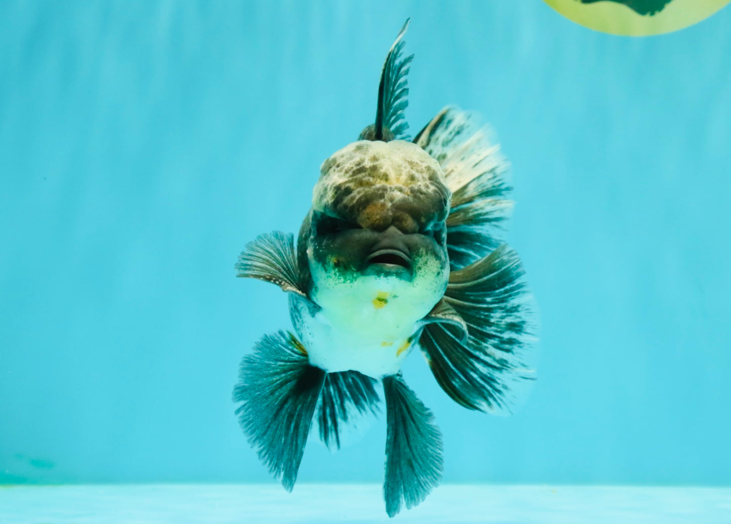 AAA Grade Kirin Jade Head Oranda Male 6 inches #070626OR_20