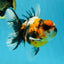 A Grade Ink Tiger Oranda Male 5-5.5 inches #050925OR_49