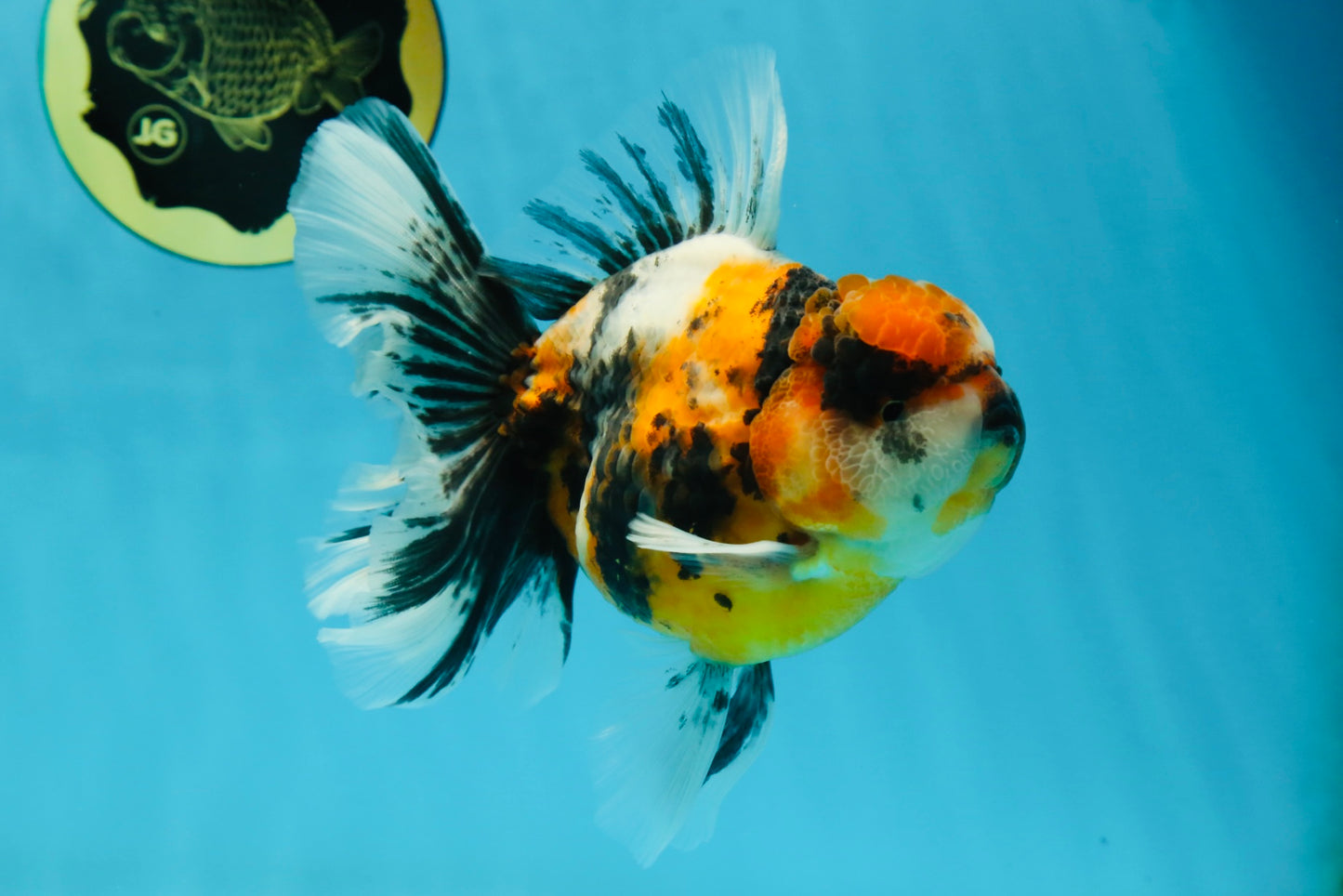 A Grade Ink Tiger Oranda Male 5-5.5 inches #050925OR_49