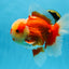 AAA Grade Red White Oranda Male 6.5 inches #080125OR_08