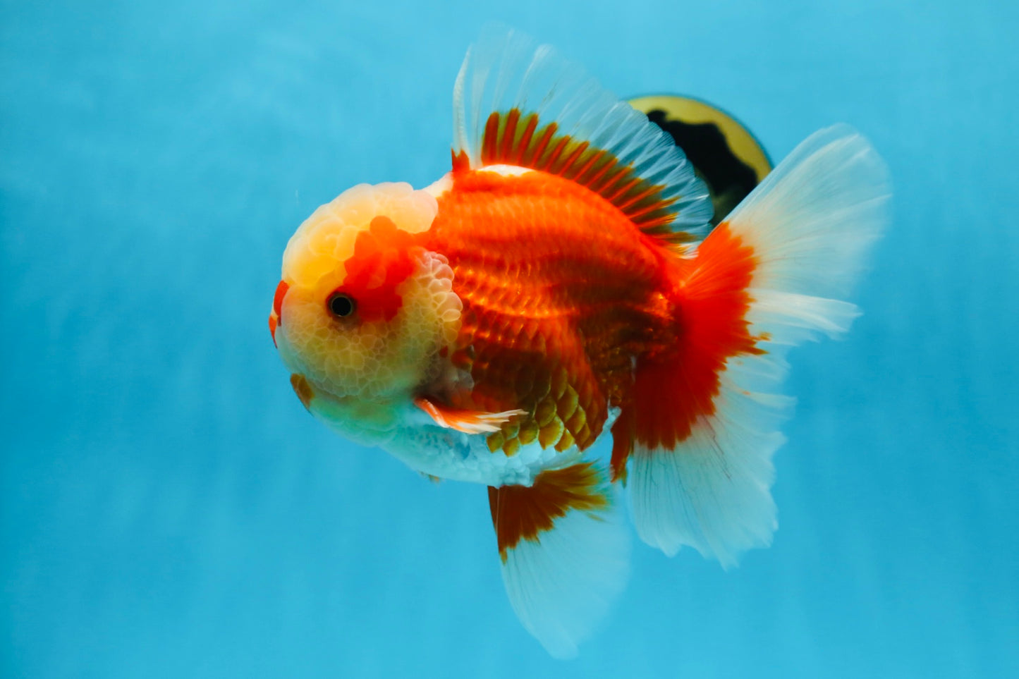 AAA Grade Red White Oranda Male 6.5 inches #080125OR_08