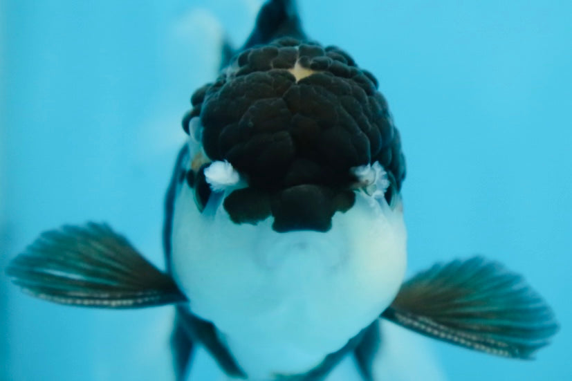 CHONKY Panda Oranda Male 5.5 inches #091225OR_24
