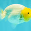 White Lionchu Female 4-4.5 Inches #100226LC_18