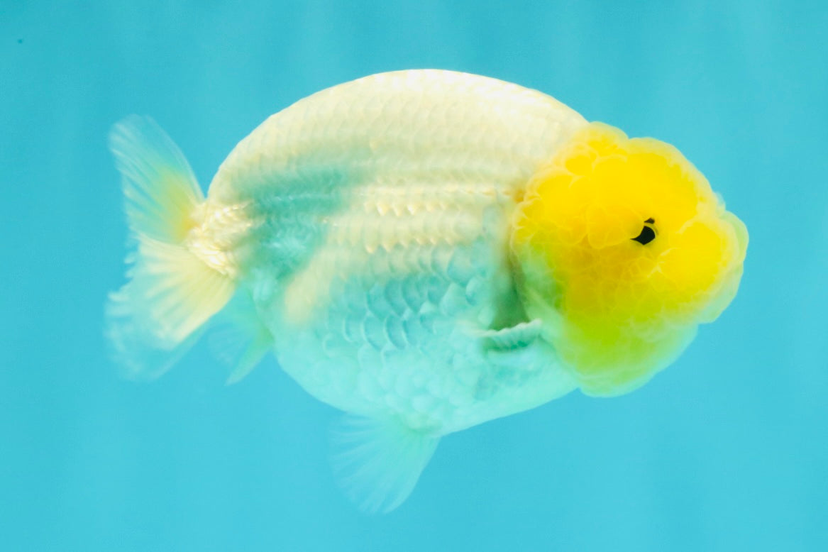 White Lionchu Female 4-4.5 Inches #100226LC_18