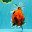 A Grade Tiger Oranda Female 7.5-8  inches #100226OR_34