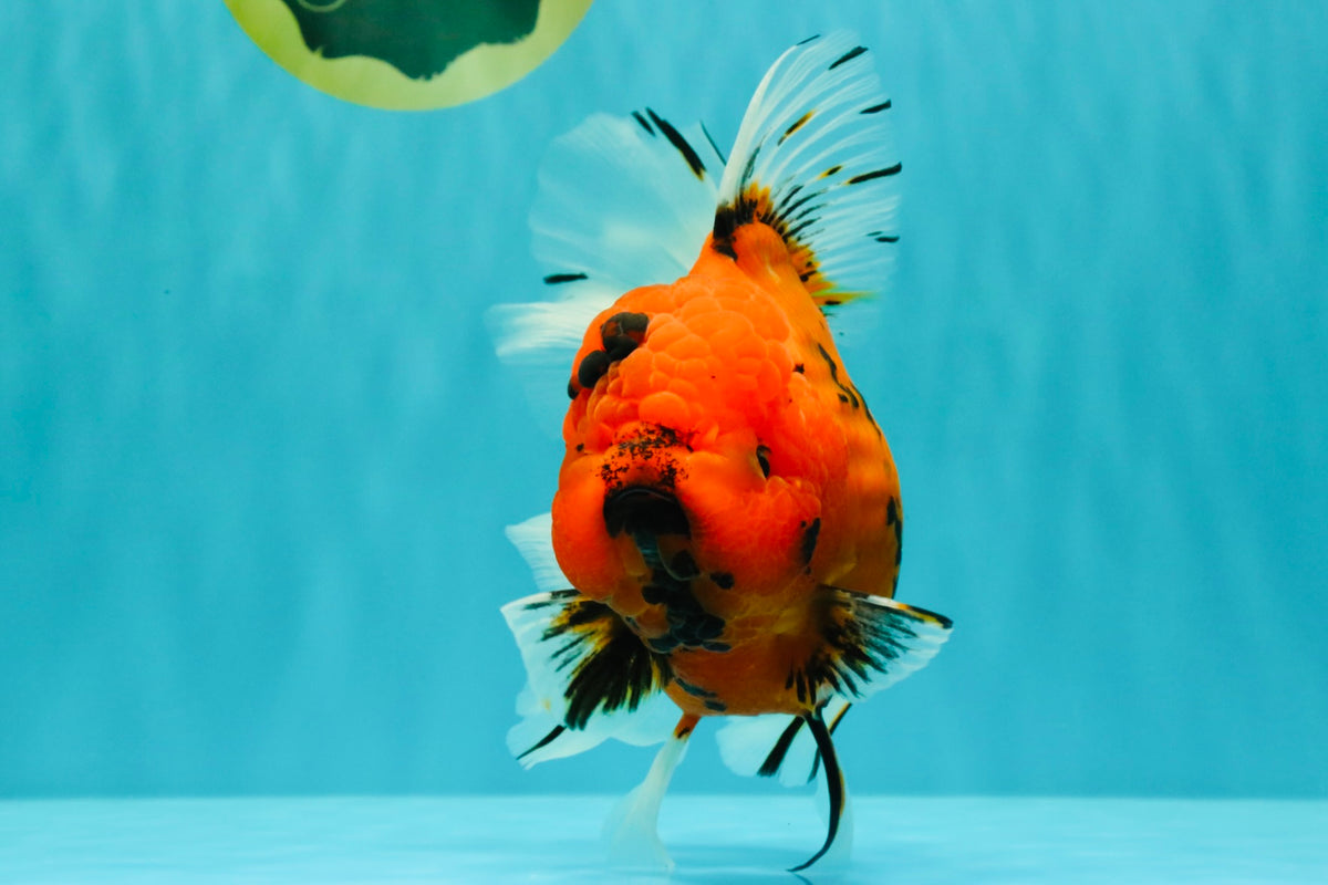 A Grade Tiger Oranda Female 7.5-8  inches #100226OR_34