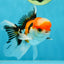 A Grade Tricolor Oranda Male 4.5 inches #050225OR_10