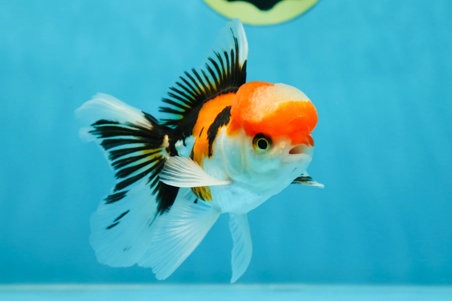 A Grade Tricolor Oranda Male 4.5 inches #050225OR_10
