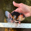 AAA Grade Tricolor Oranda Male 5 inches #080125OR_31
