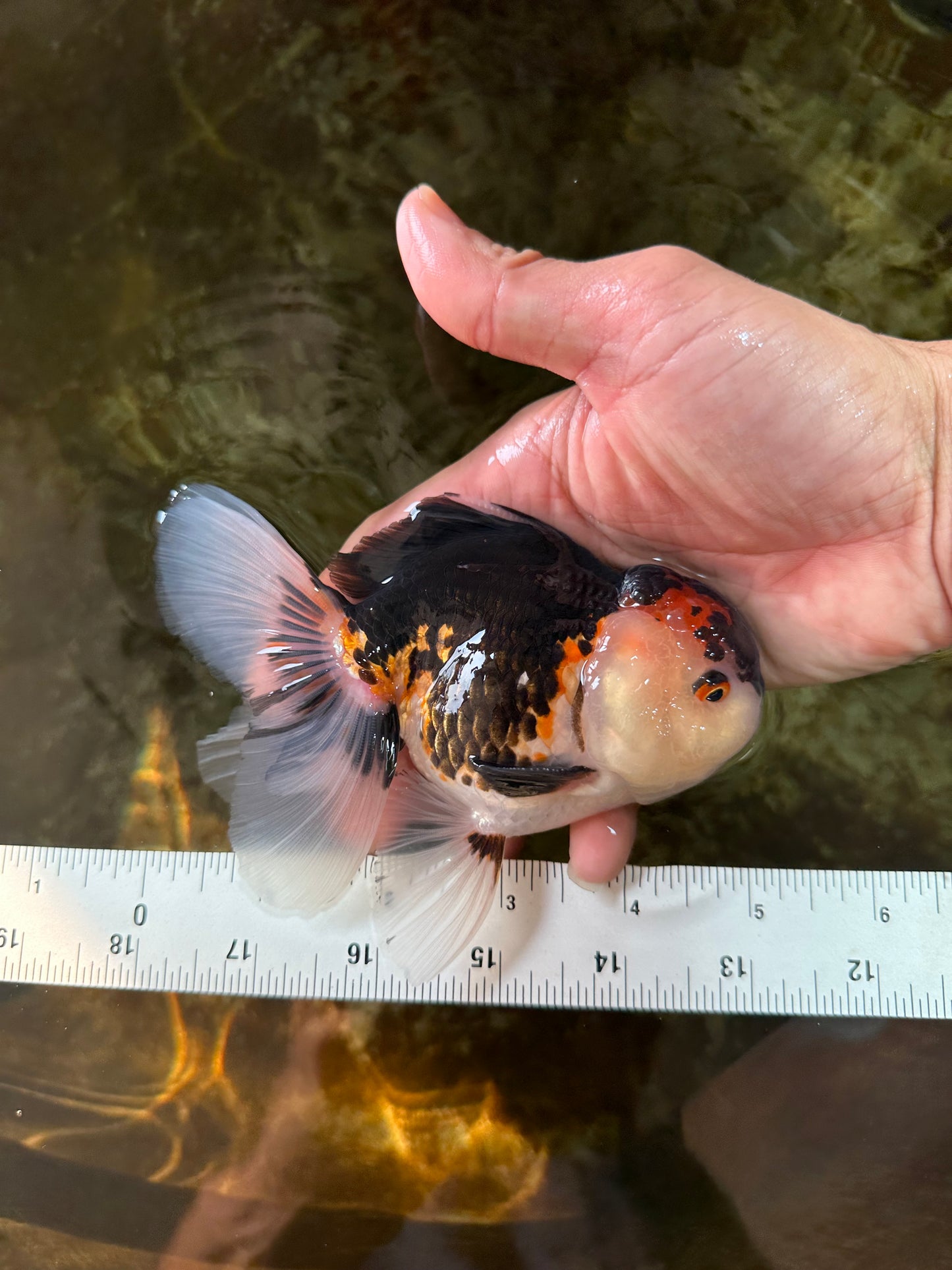 AAA Grade Tricolor Oranda Male 5 inches #080125OR_31