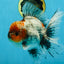 A Grade Calico Kirin Oranda Male 6-6.5 inches #121925OR_12