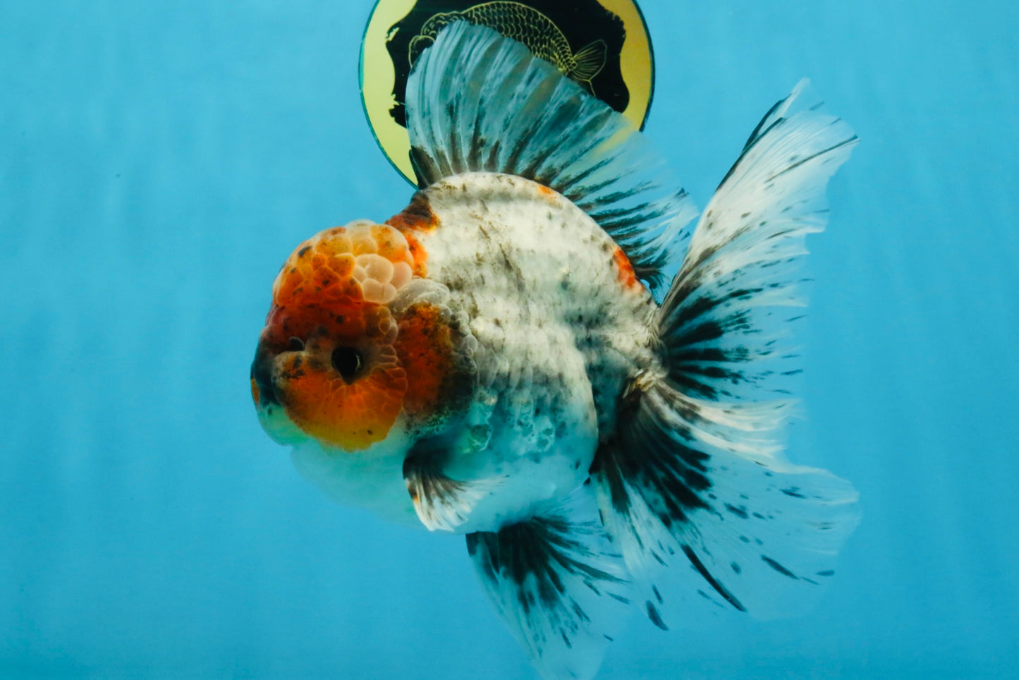 A Grade Calico Kirin Oranda Male 6-6.5 inches #121925OR_12