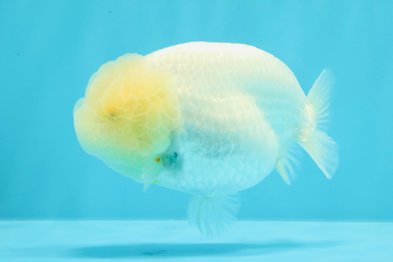 A Grade White LionQueen 4-4.5 inches #030626LC_04