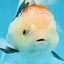 A Grade BEAUTY Tricolor Oranda Female 5.5-6 inches #072525OR_07