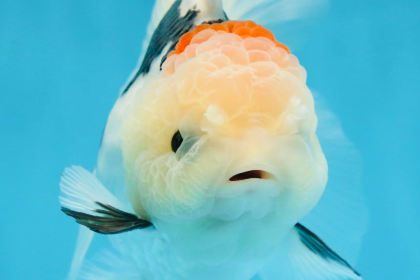 A Grade BEAUTY Tricolor Oranda Female 5.5-6 inches #072525OR_07