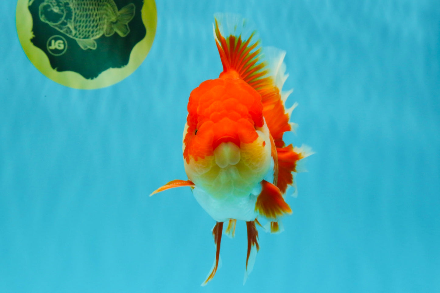 CHONKY AAA Grade Godzilla Red White Oranda Male 6.5-7 inches #022726OR_14