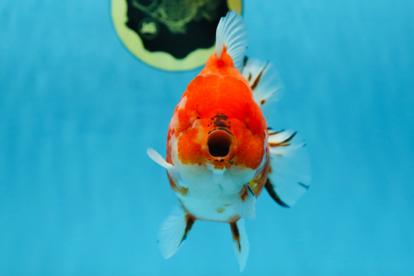 AAA Grade Godzilla Sakura Yuanbao Male 5 inches #080125YB_13