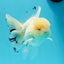 AAA Grade Lemonhead Snow White Oranda Male 5 inches #0510OR_07