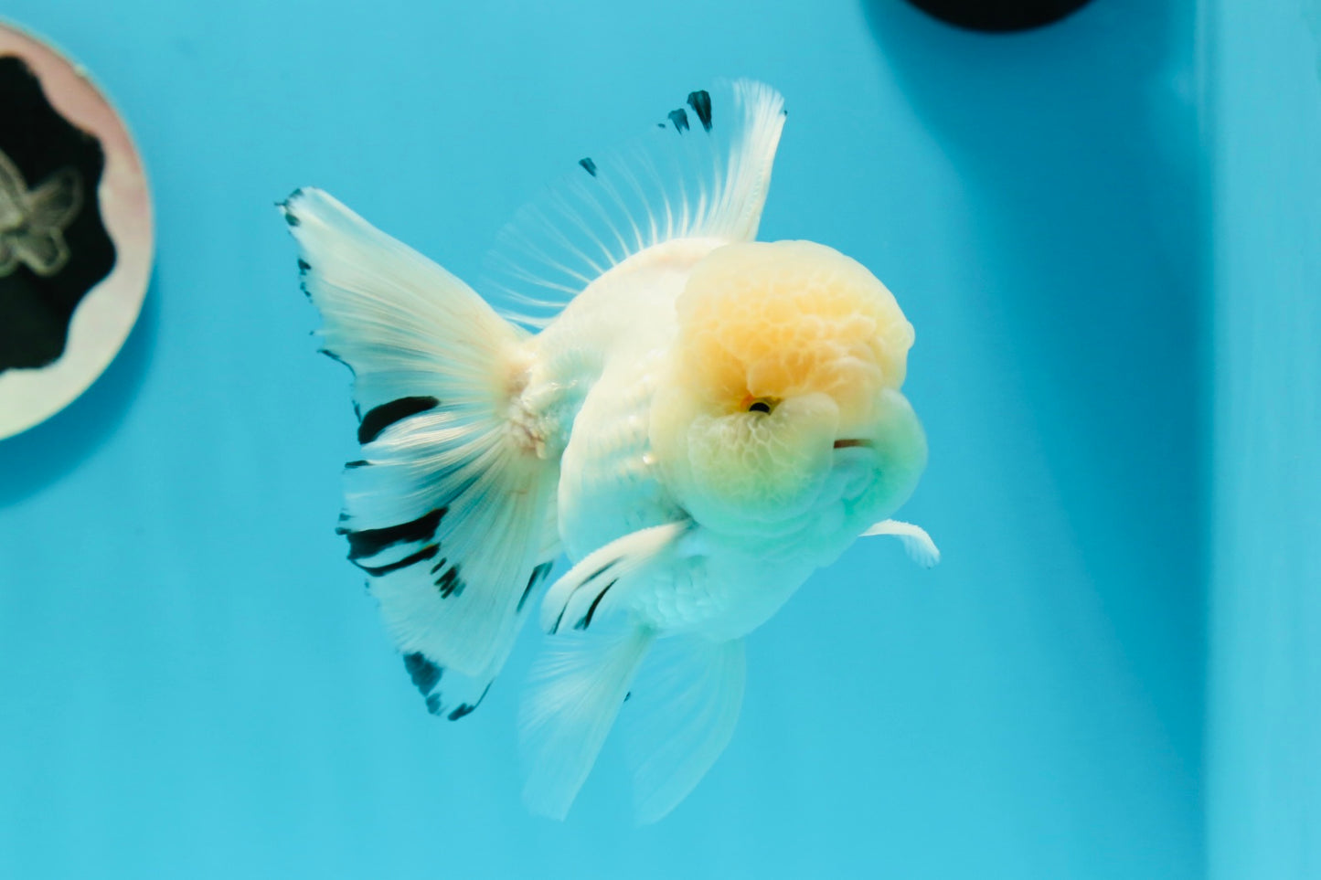 AAA Grade Lemonhead Snow White Oranda Male 5 inches #0510OR_07