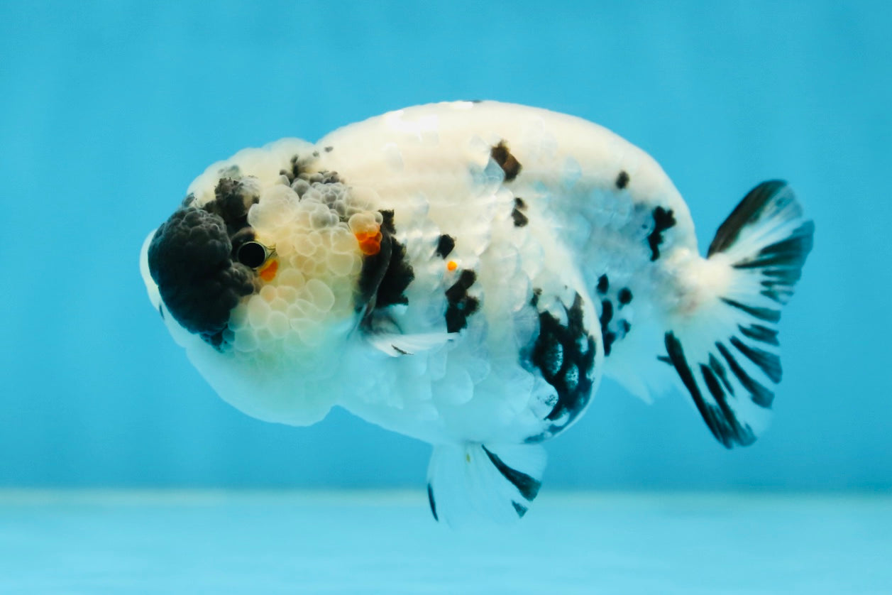 SPECIAL YIN-YANG AAA Grade Cow LionQueen 4 inches #081525LC_03