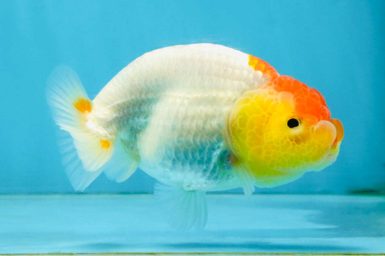 SUPER CUTE A Grade Red White LionQueen 4 inches #121225LC_08