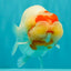 CHUBBY Red White Buffalo Ranchu Female 6 inch #092526RC_20