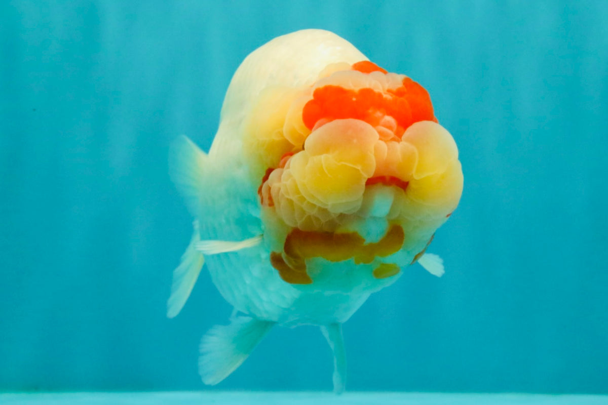 CHUBBY Red White Buffalo Ranchu Female 6 inch #092526RC_20