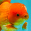 A Grade Red White Oranda Male 5.5 inches #061926OR_20
