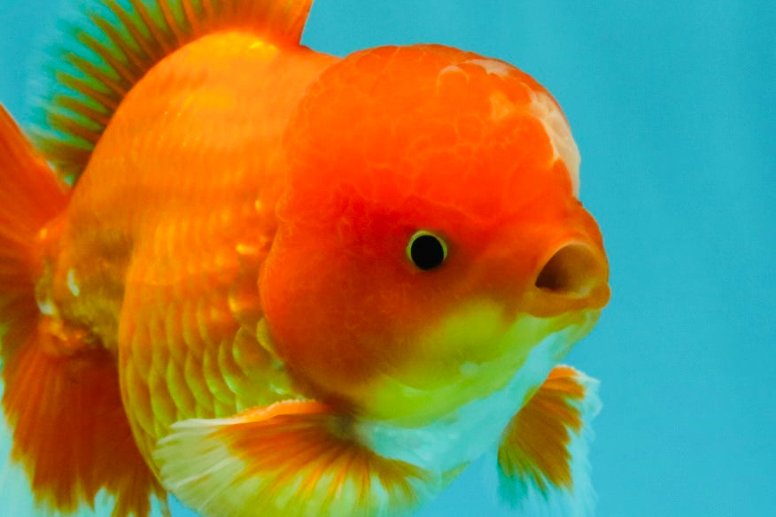 A Grade Red White Oranda Male 5.5 inches #061926OR_20