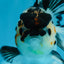 A Grade Panda Button Eyes Oranda Female 5 inches #081525OR_19