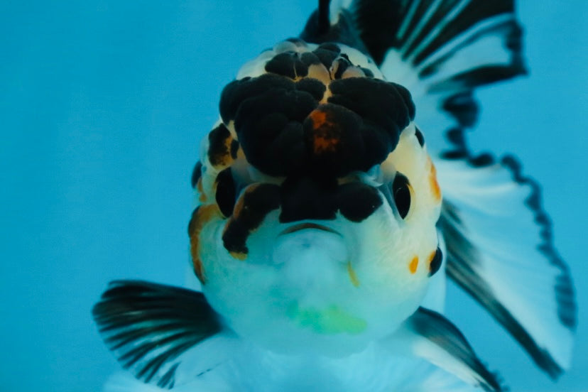 A Grade Panda Button Eyes Oranda Female 5 inches #081525OR_19