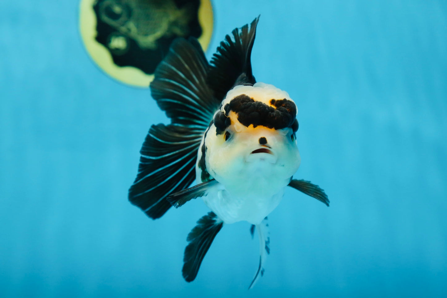 A Grade Panda Button Eyes Oranda Female 5 inches #081525OR_17