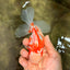 A Grade Kohaku Red White Oranda Female 5-5.5 inches #102326OR_06