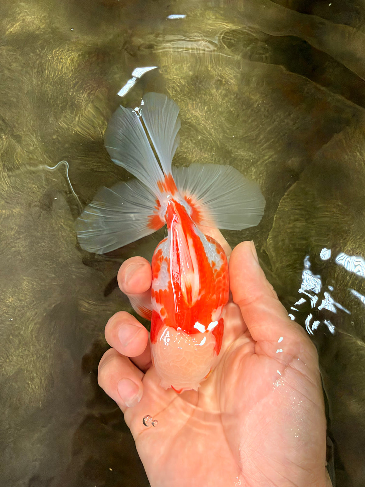 A Grade Kohaku Red White Oranda Female 5-5.5 inches #102326OR_06