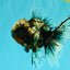 A Grade Real Calico Oranda Male 5.5 inches #062626OR_32