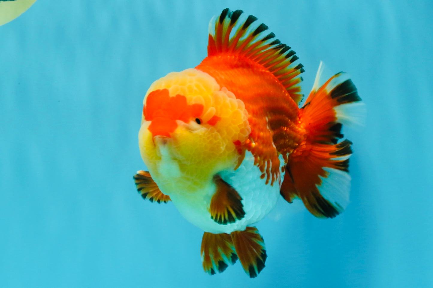 SUPER AAA Grade Godzilla Red White Yuanbao Male 5.5 inches #022026YB_03