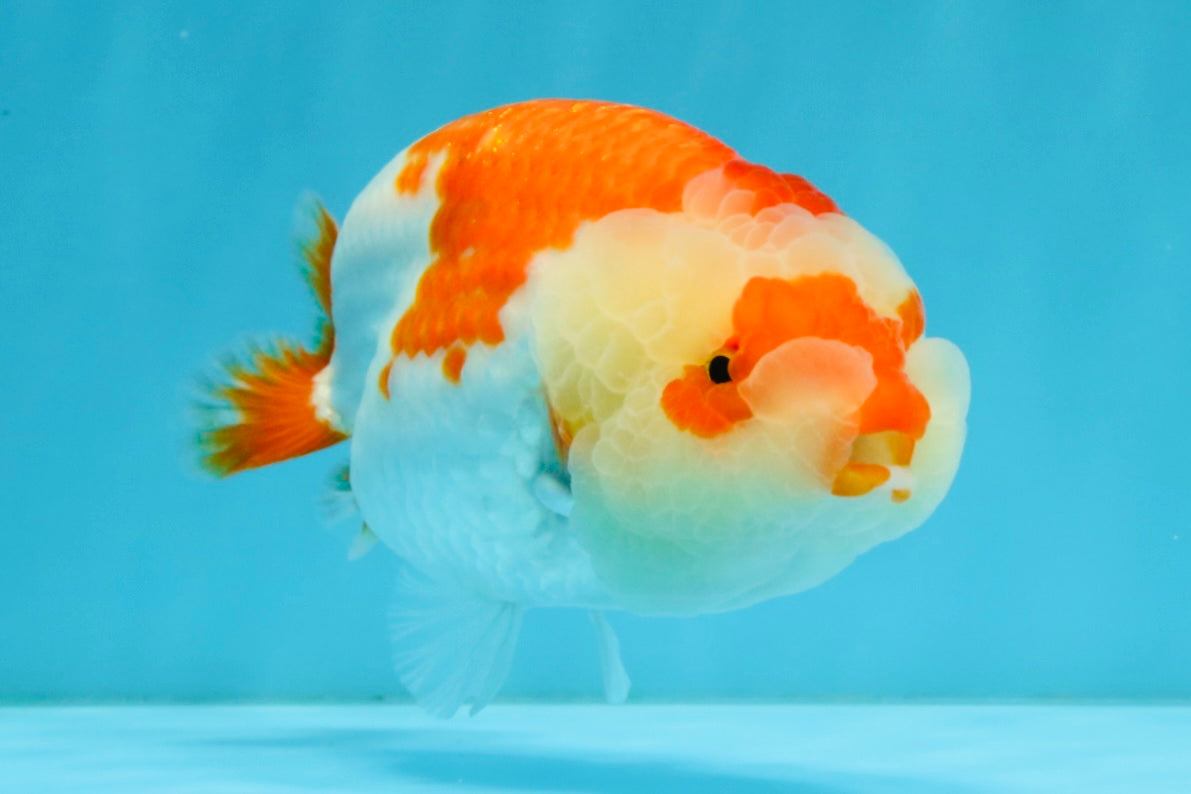 A Grade Red White LionQueen 4.5-5 inches #032726LC_21