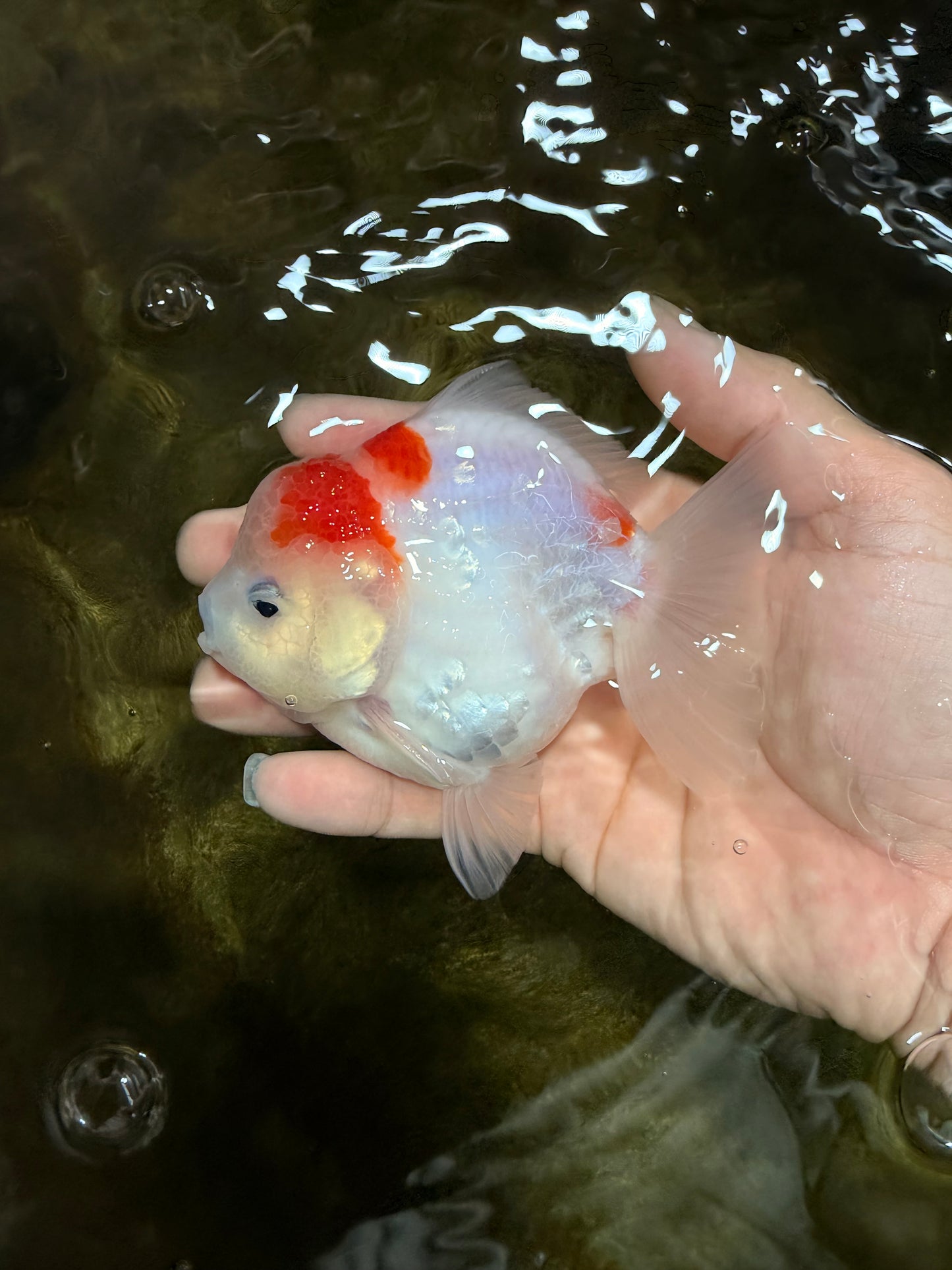 A Grade Sakura Yuanbao Female 4 inches #103125YB_07