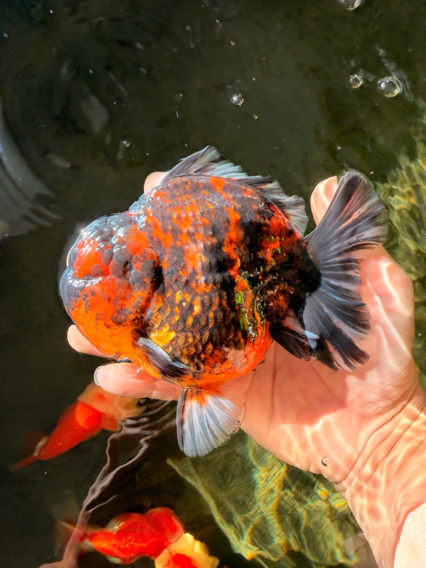 AAA Grade Godzilla Tiger Yuanbao Male 5.5 inches #030626YB_10