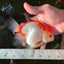 Red White Oranda Female 5-5.5 inches #110824OR_06