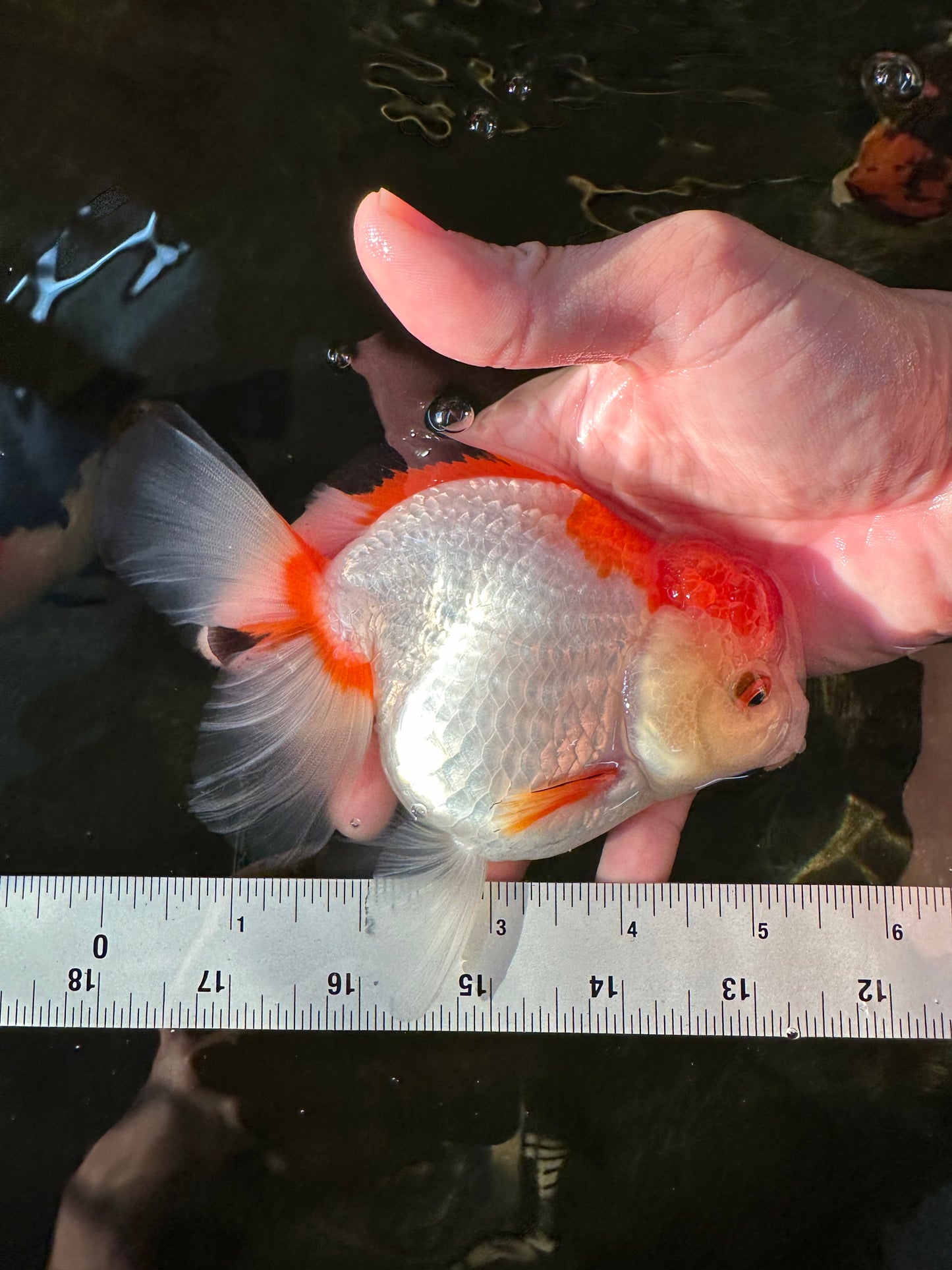 Red White Oranda Female 5-5.5 inches #110824OR_06