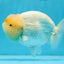 AAA Grade Lemonhead Lionking 5 inches #0825LC_02