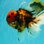 CHONKY AAA Grade Tiger Oranda Male 7.5 inches #092526OR_01