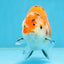 A Grade Tricolor Sakura Chinese Ranchu Male 4.5-5 inches #112125RC_15