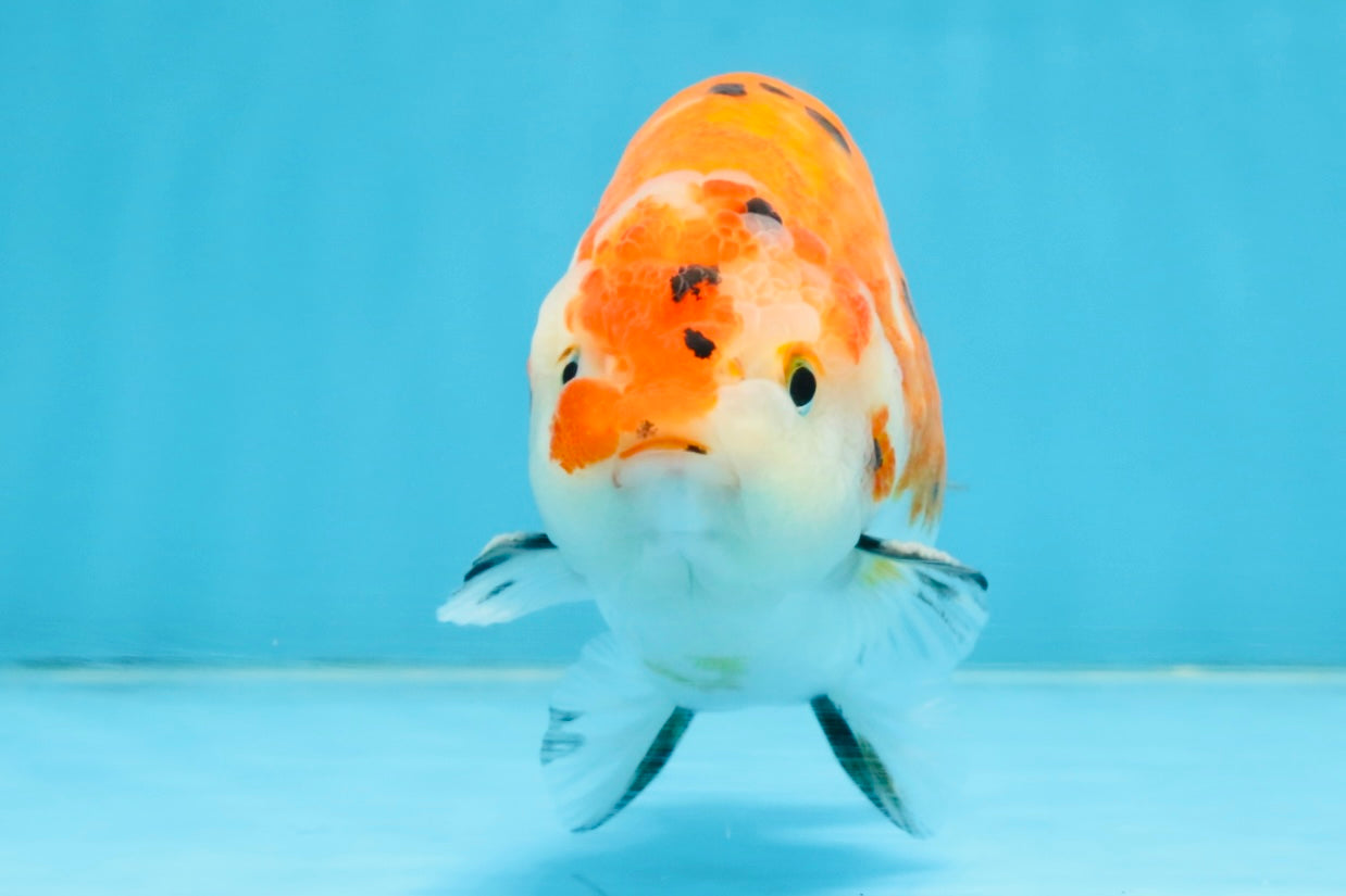 A Grade Tricolor Sakura Chinese Ranchu Male 4.5-5 inches #112125RC_15